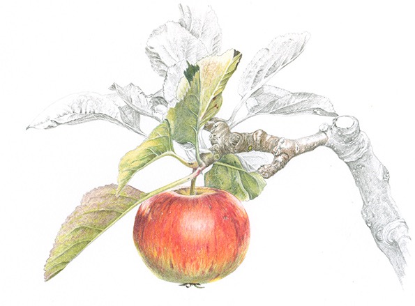 Houblon