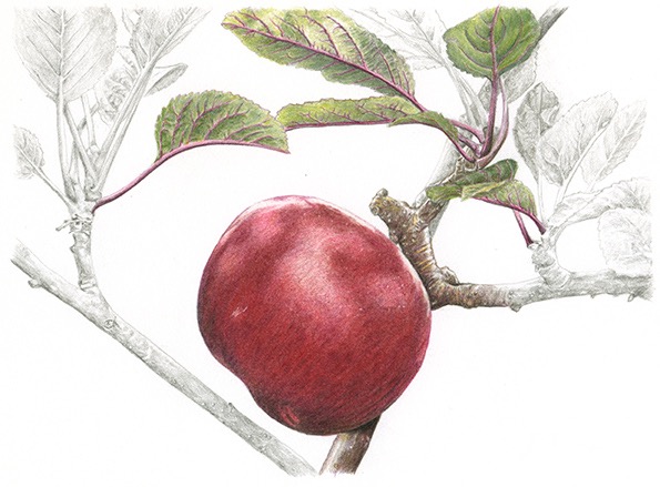 James Grieve red sport