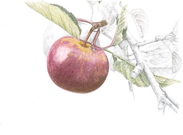 Laxton's Pearmain