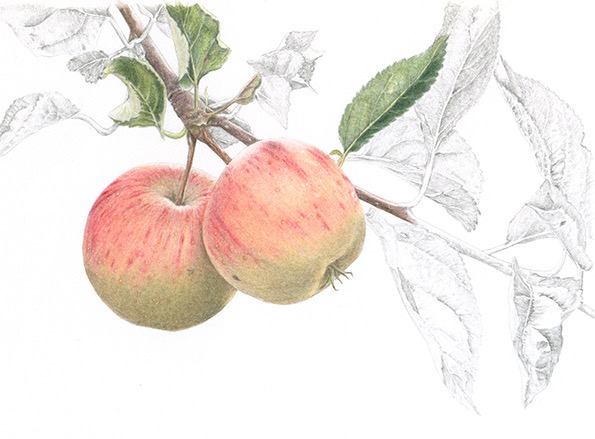 Rubinette