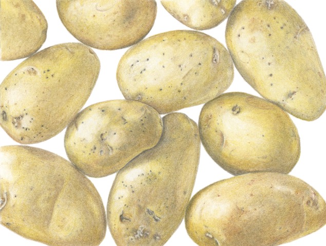 Spuds