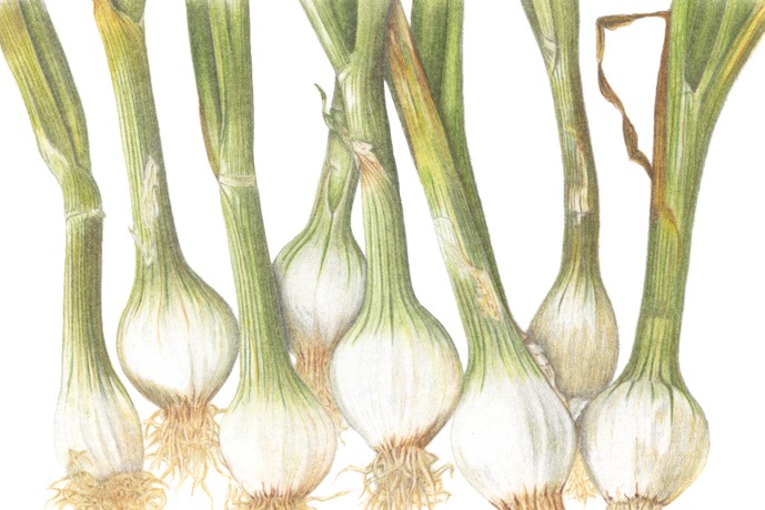 Spring Onions