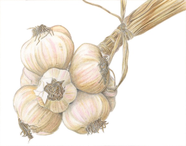Garlic
