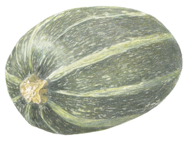 Marrow