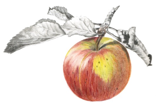 Apple Study