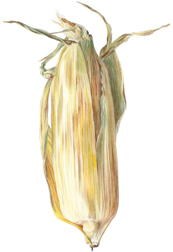 Corn Cob
