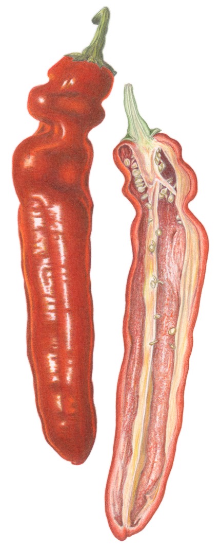 Sweet Peppers
