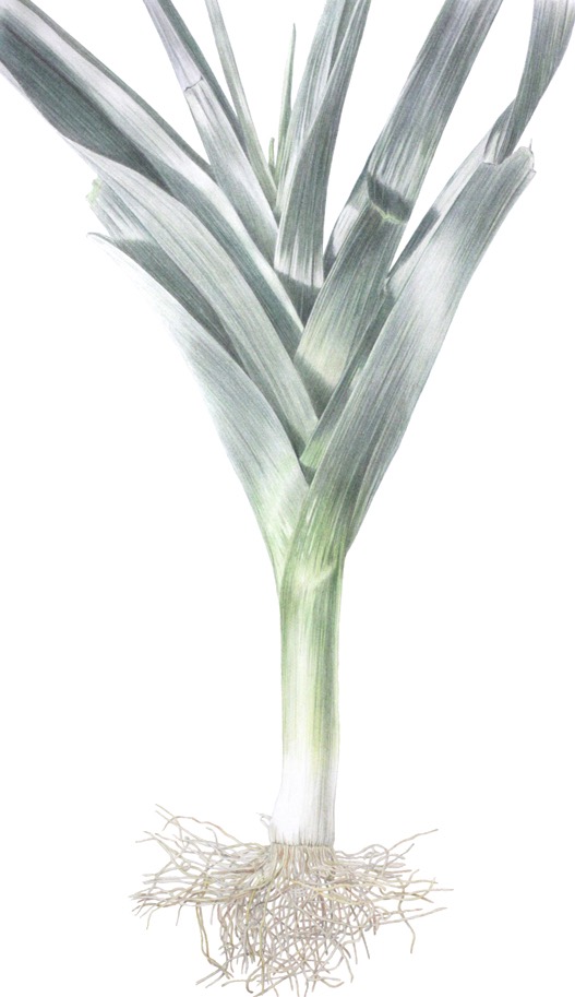 Leek (huge)