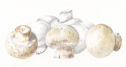 mushroom study