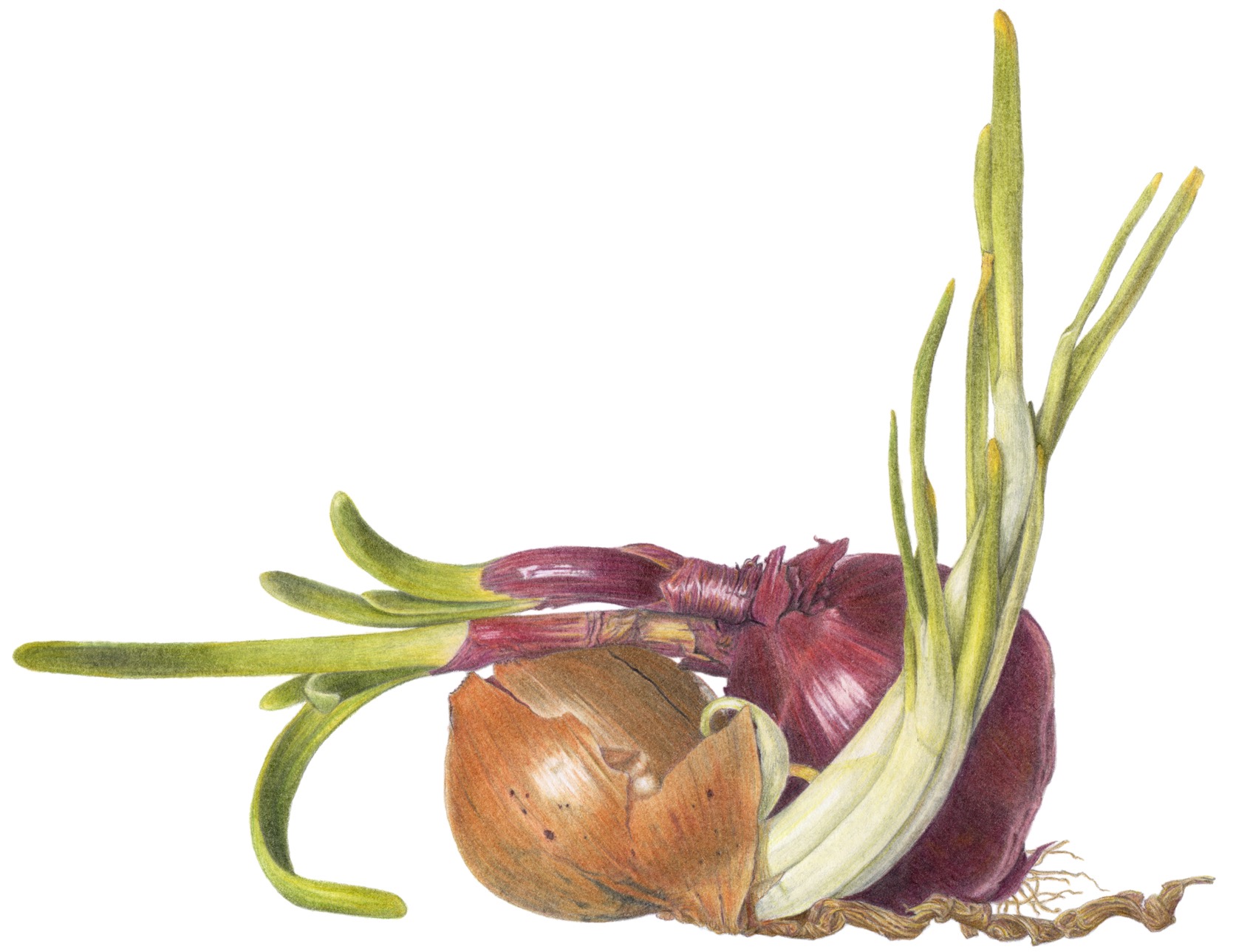 Embracing onions