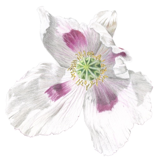 Poppy