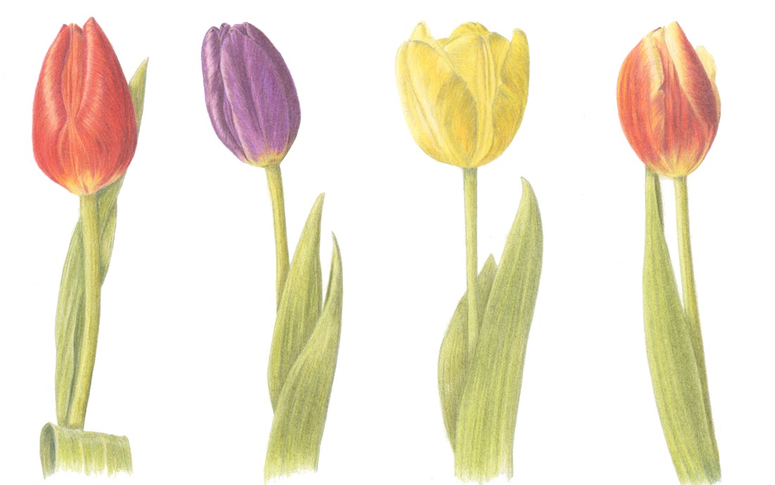 Tulips